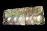 Very Iridescent Fossil Baculites Section - South Dakota #155435-1